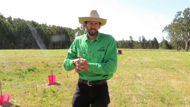 Planting Bana Grass for Stock feed and Windbreak смотреть онлайн