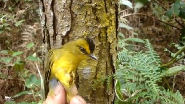 Myiothlypis nigrocristata Black Crested Warbler reinita crestinegra смотреть онлайн
