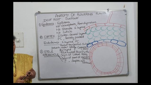 ANATOMY OF FLOWERING PLANTS | ONESHOT | NCERT BIOLOGY |UPDATED SYLLABUS |PRASANNA LAKSHMI TUTORIALS смотреть онлайн