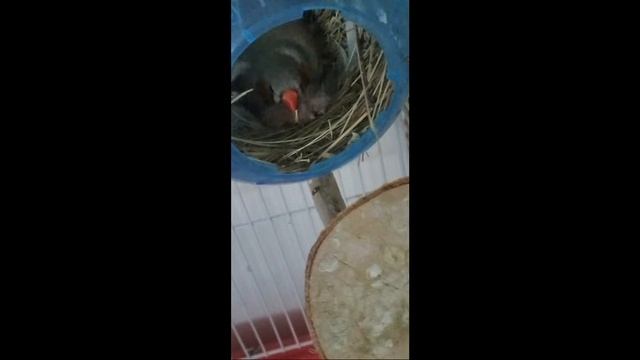 гнездо амадин online смотреть онлайн