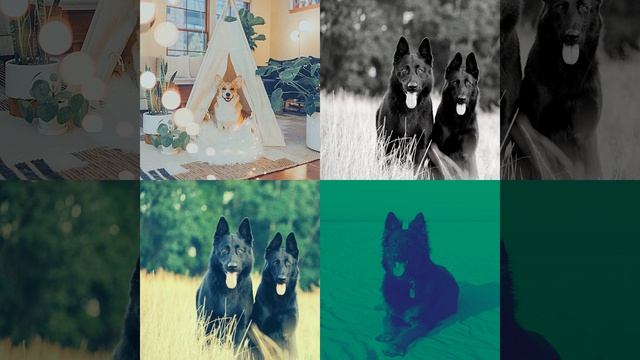 Чувство (Дрессировка собак) смотреть онлайн