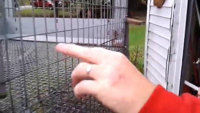 Ferrit Cage converted into Quail Cage смотреть онлайн