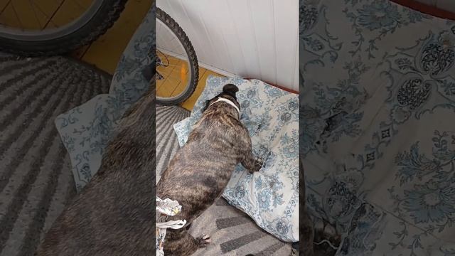 жужа и шмель 090424 смотреть онлайн