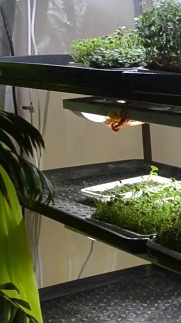 Огород на подоконнике #shorts смотреть онлайн