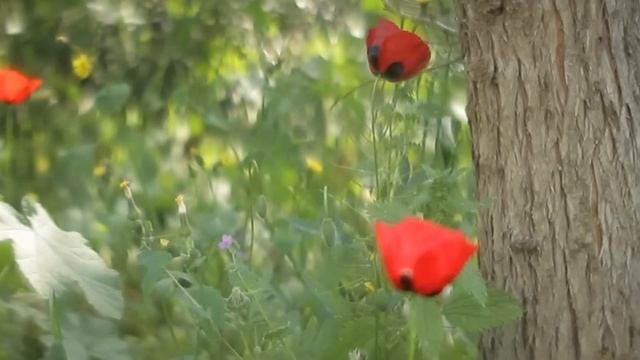 Iscomorphot 8 1.5x Anamorphic test смотреть онлайн