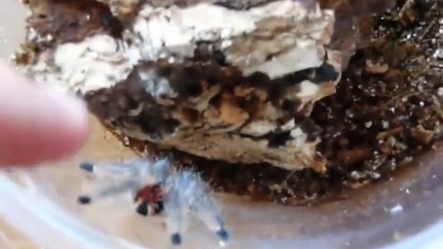 Powder blue pink toe's (avicularia azuraklaasi) first day in new setup смотреть онлайн