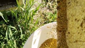 Калининград   Как работает пыльцесборник  в ульях Лысонь  lyson