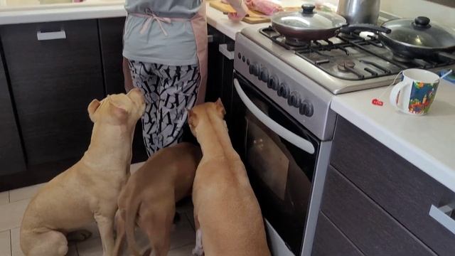 Питбули отдыхают.Начинаем подготавливаться к родам Бетти #apbt #рекомендации #беременность #топ смотреть онлайн