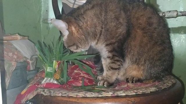 КОШКЕ ПЛОХО. НИЧЕГО НЕ ЕСТ ВЫRВАЛА смотреть онлайн