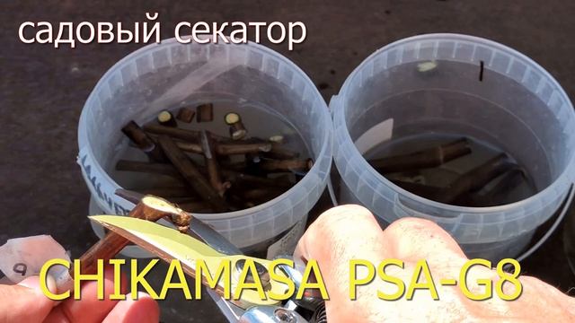 Как ПРОСТО сделать прививку ВИНОГРАДА 2024.