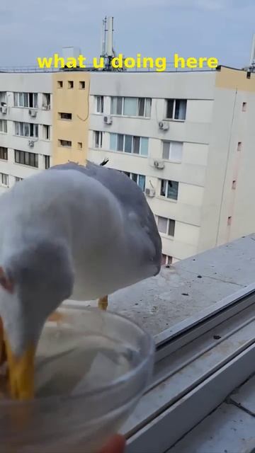 seagull bites other gull's butt 😳 #Shorts #seagulls смотреть онлайн