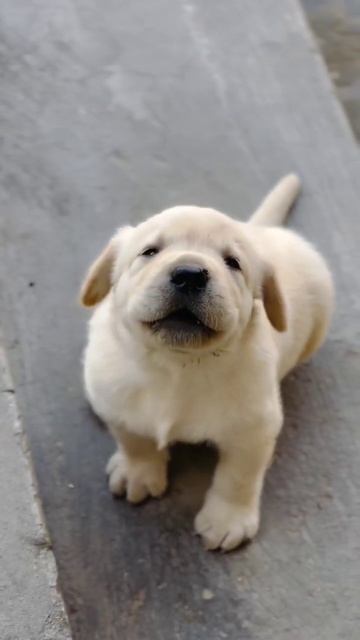 Cute Puppy Dog's #shorts #doglover #dog #puppy #funny #viral #youtubeshorts #shortsfeed #trending смотреть онлайн