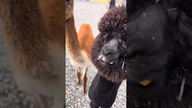 18 сентября 2023 г. смотреть онлайн