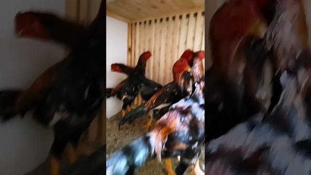 ГАЛА КЕРЕСЛАР сотилди смотреть онлайн