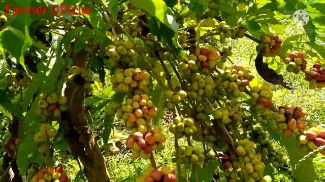 Review Budidaya Tanaman Kopi Robusta Brazil dengan Sistem Sambung Pucuk смотреть онлайн