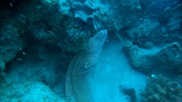 Sodwana - Moray Eel смотреть онлайн
