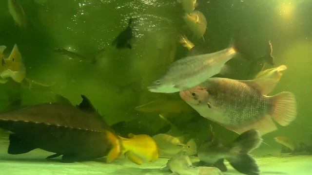 Three Indian shovelnose catfish, 12"-15", in 4500 gal, tank 21, May 2017, excerpts from 40 min vid смотреть онлайн