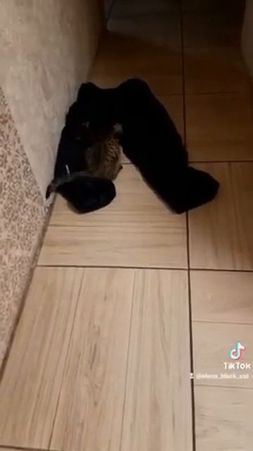 кот хулиган,частный дом,банда черные кошки и полосатик смотреть онлайн