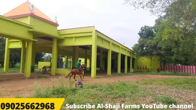 நாட்டுக்குதிரையில் ராஜாவாக ஊர் சுற்றும் சிறுவன்|How to become a horse rider at younger stage? смотреть онлайн