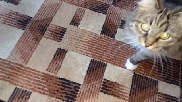 Cats vlog. Cat plays with the mouse. Beautiful cats. смотреть онлайн