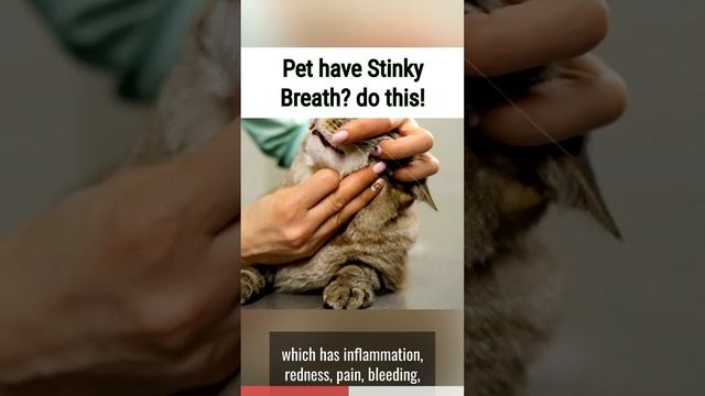 If your Sphynx Cat has Stinky 🤢 Breath do THIS!! #sphynxtips #sphynxexpert смотреть онлайн