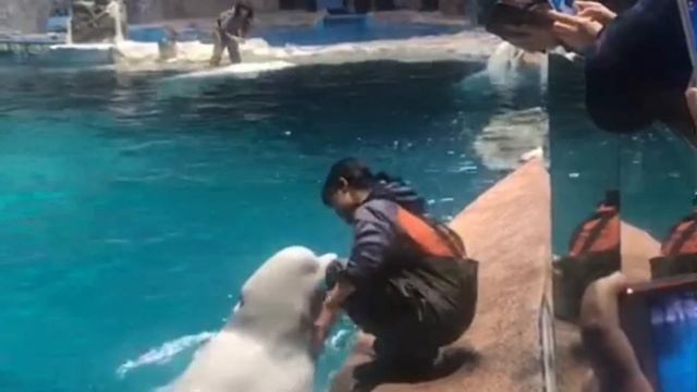 Beluga whale 🐋 amazed by tricks смотреть онлайн