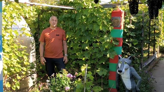 Йоханнитер,-почему этот сорт винограда для белого вина, я считаю очень хорошим. смотреть онлайн