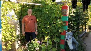 Йоханнитер,-почему этот сорт винограда для белого вина, я считаю очень хорошим.