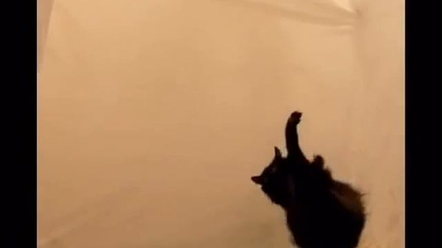 Кот в невесомости смотреть онлайн