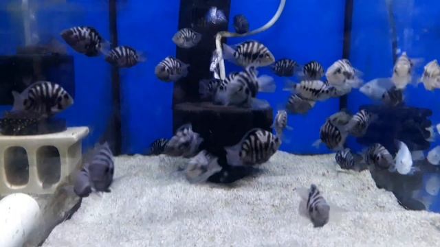 New aquarium fish girella zebra смотреть онлайн