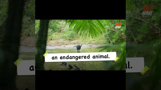 This bird is directly descended from dinosaurs and is the most dangerous bird on the planet смотреть онлайн