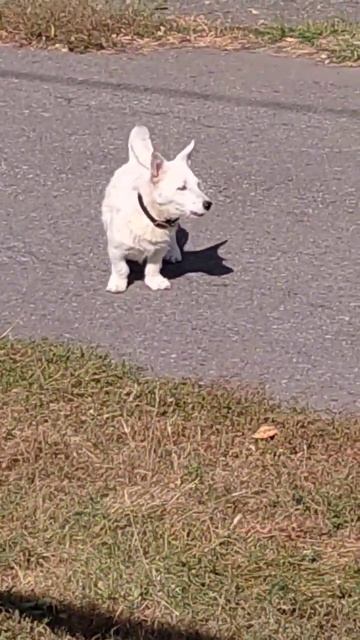 собака лает, караван...... смотреть онлайн