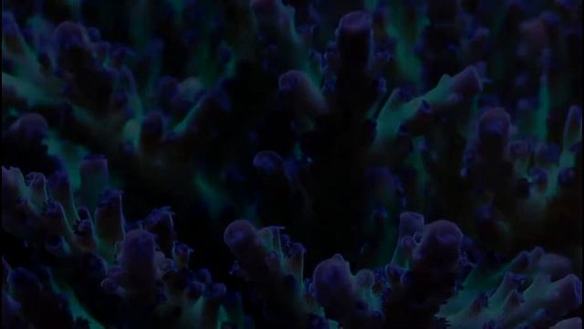 The Reef-a-holics 60 Cube Update смотреть онлайн