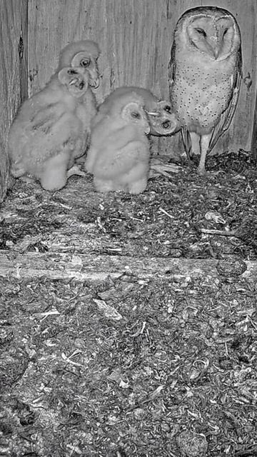 Short: barn owl nestlings at are so cute and curious смотреть онлайн