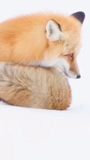 wild life animals 😍 #ytshorts #shorts #wildlife #shortvideo смотреть онлайн