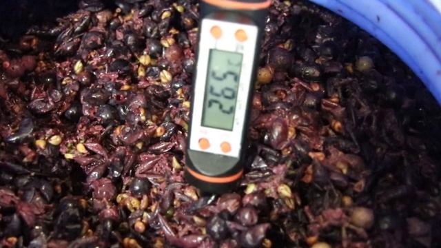 Часть 2: Красное сухое вино в домашних условиях.