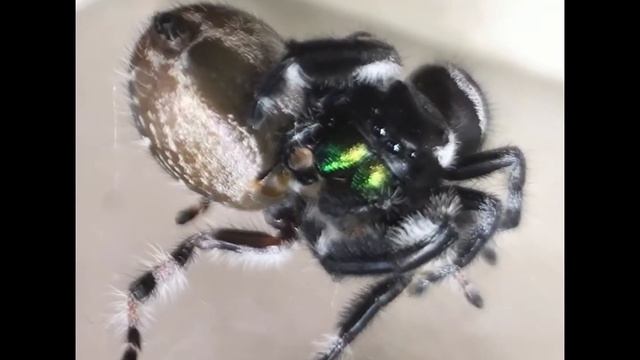 Phidippus Regius jumping spider mating смотреть онлайн