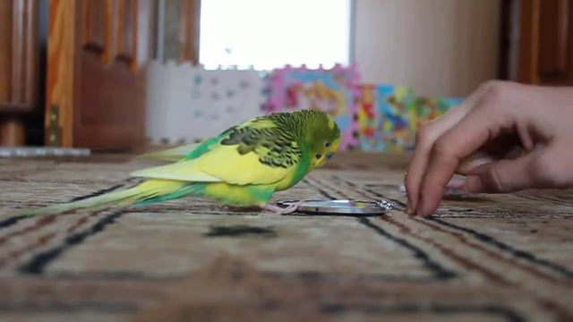 Смешной Волнистый попугайчик Кеша Видео для детей смотреть онлайн