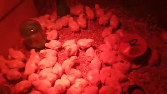 2 июля 2020 г. смотреть онлайн