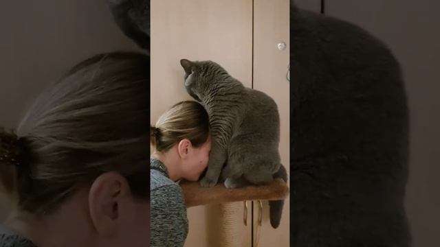 Повелитель когтеточки. смотреть онлайн