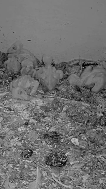 Short: 7 barn owl nestlings смотреть онлайн