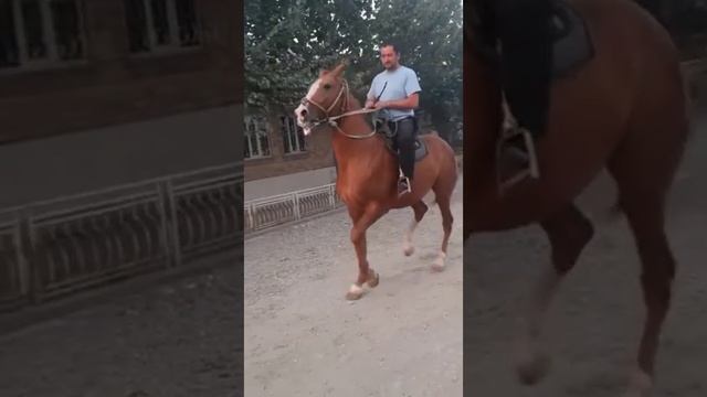 Дончак! Ноокаттан таза дончак ойногонуна кара чиркин тарбия алганда смотреть онлайн