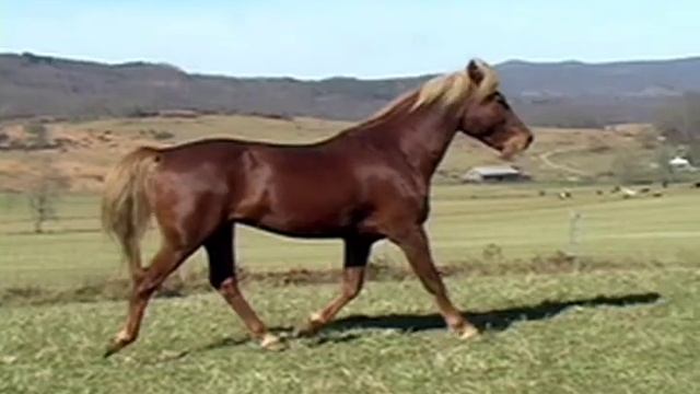 QUIETUDE JUBILEE LAMBERT 1990 Lambert Morgan Stallion смотреть онлайн
