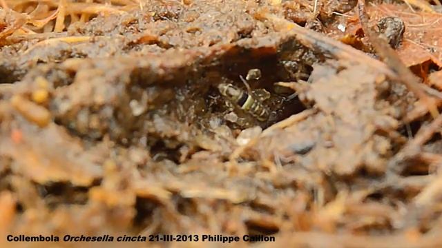 Orchesella cincta 68 смотреть онлайн