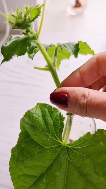 ОГУРЕЦ УДИВИЛ смотреть онлайн