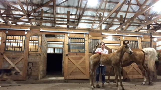 Foals First Grooming Session // Versatile Horsemanship смотреть онлайн