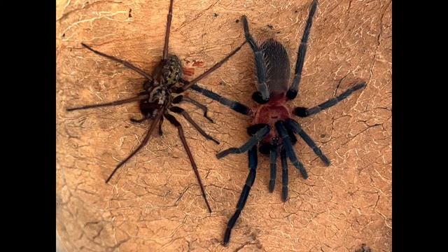 Spider compared to a Tarantula смотреть онлайн