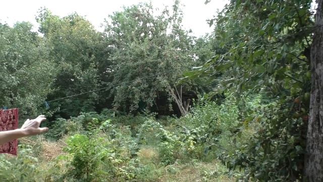Полтава 31.08.2015 Джунгли на Сенной смотреть онлайн