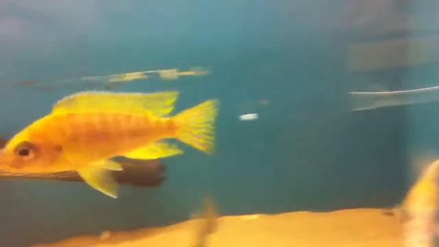Wild caught Aulonocara maleri смотреть онлайн