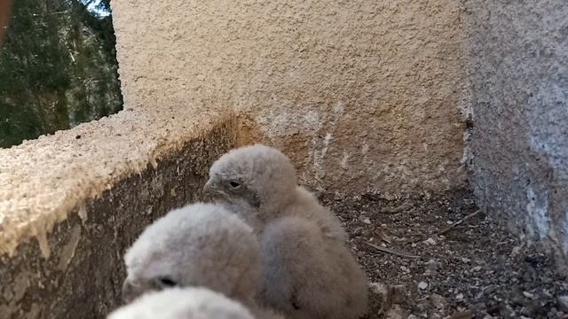 Common Kestrel nest  Гнездо сокола пустельги
